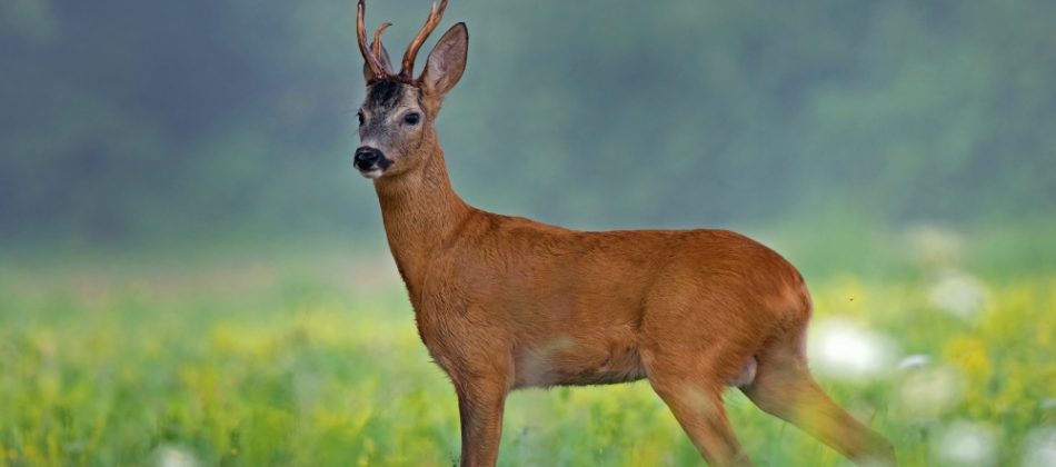 PRED OTVOR SEZONE LOVA: “TRI JEDNOSTAVNA PRAVILA ZA LOV SRNDAĆA”