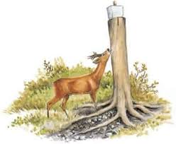 Koju vrstu soli koristite za punjenje solila za divljač? 🤔❓