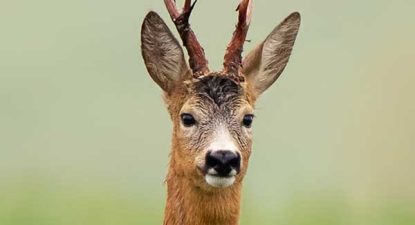 Mehko zrno u lovu na srnjaka 🦌🎯