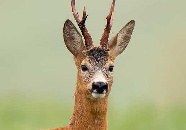 Mehko zrno u lovu na srnjaka 🦌🎯